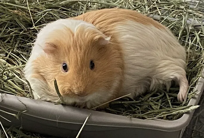 Care Animal Hospital 1