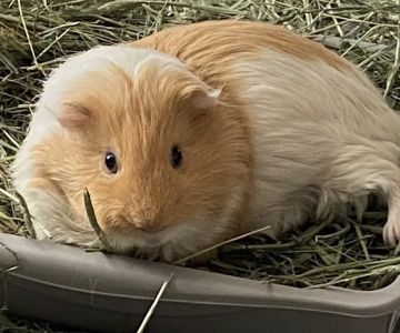 Care Animal Hospital