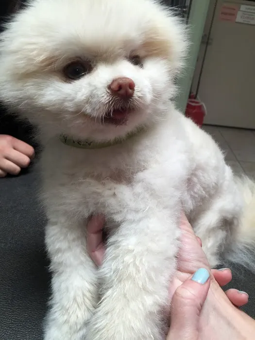 Care Animal Hospital 10