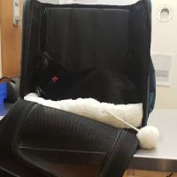 Banfield Pet Hospital ico