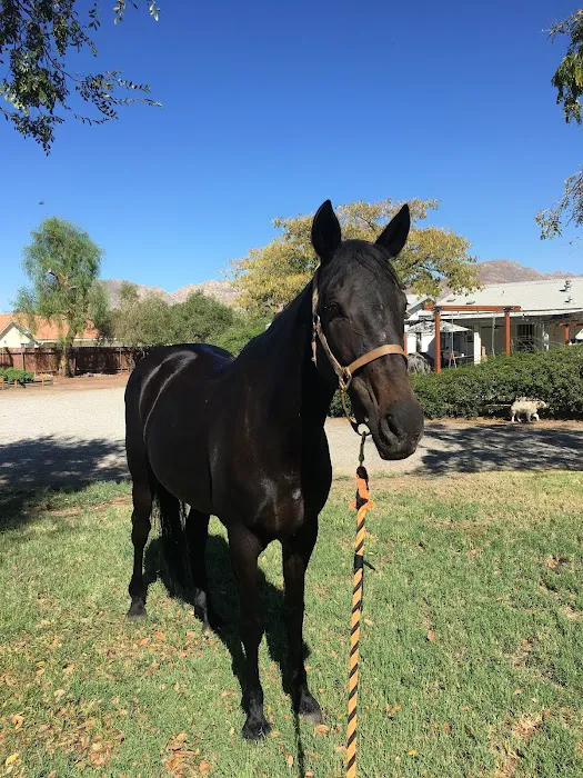 Temecula Creek Veterinary 3