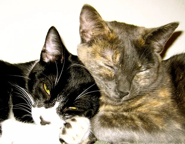 Temecula Creek Veterinary 1
