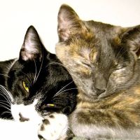 Temecula Creek Veterinary ico