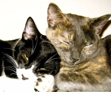 Temecula Creek Veterinary