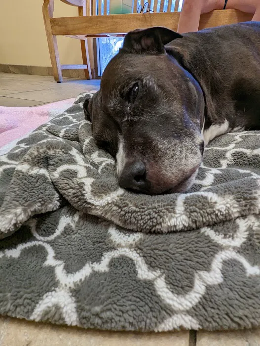 Butterfield Animal Hospital 9