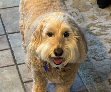 Animal Hospital of Temecula