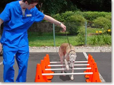 Sound Paws Canine Physical Rehabilitation and Conditioning 12