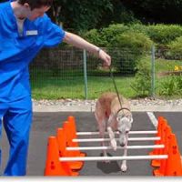 Sound Paws Canine Physical Rehabilitation and Conditioning ico