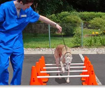 Sound Paws Canine Physical Rehabilitation and Conditioning
