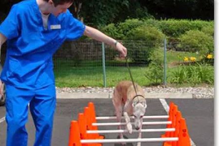 Sound Paws Canine Physical Rehabilitation and Conditioning