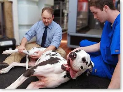 Sound Paws Canine Physical Rehabilitation and Conditioning 12