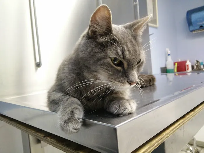 Norwalk Animal Hospital 12