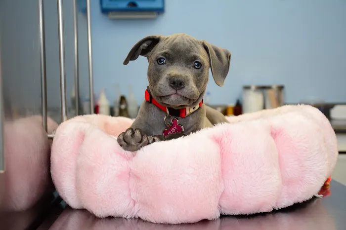 Norwalk Animal Hospital 12