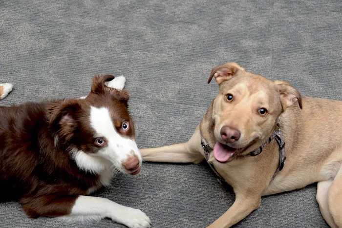 VCA Veterinary Referral and Emergency Center 12