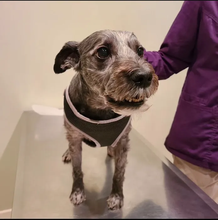 Animal Eye Clinic Wilton 12
