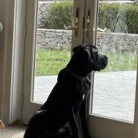 Animal Eye Clinic Wilton ico