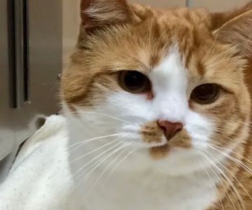 Quarry Ridge Animal Hospital