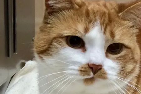 Quarry Ridge Animal Hospital
