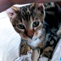 Redding Veterinary Hospital ico