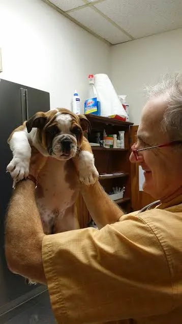 Animal Doctor of Weston 12