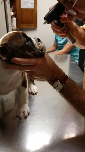 Animal Doctor of Weston 12