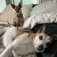 Value Pet Vet ico
