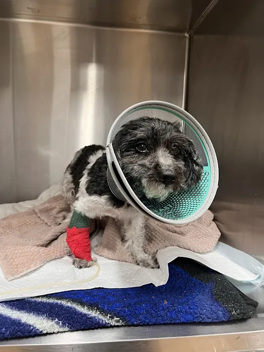 United Veterinary Center Norwalk 12