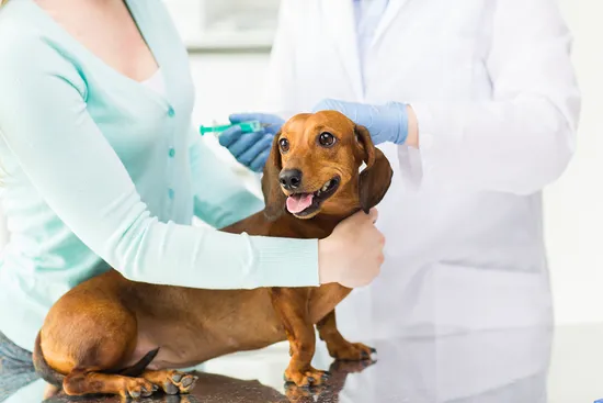 United Veterinary Center Norwalk 12