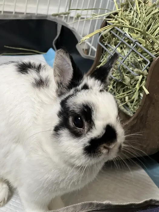 United Veterinary Center Norwalk 12