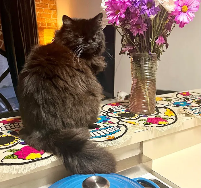 A Cat's Place 12