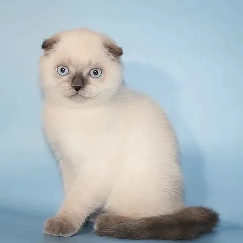 A Cat's Place 12