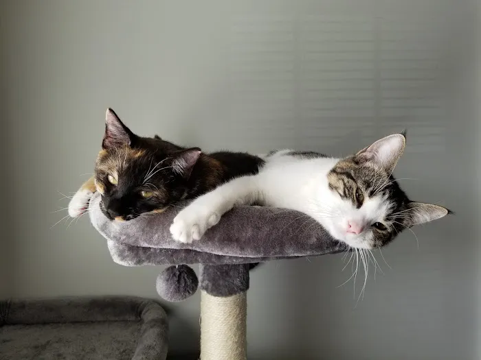 A Cat's Place 12