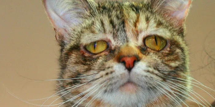 A Cat's Place 12