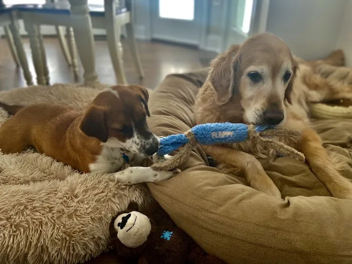 Bethel Veterinary Hospital 12