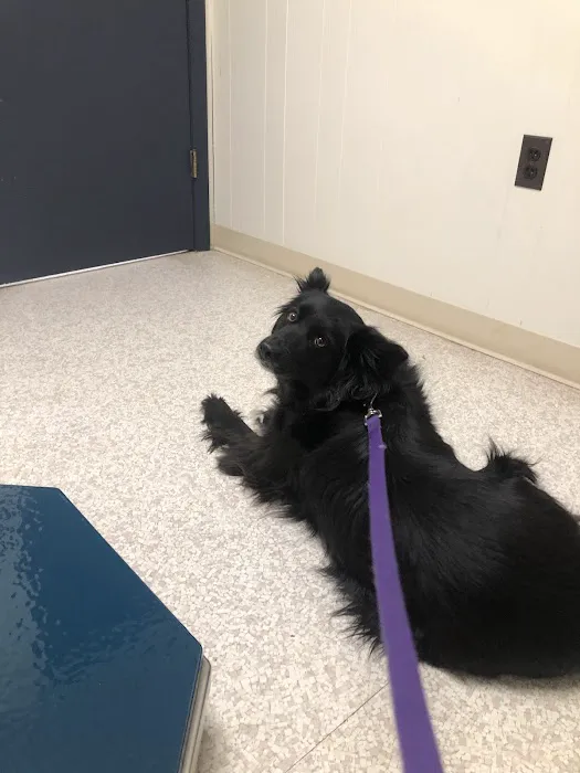 Lake Katrine Animal Hospital 12