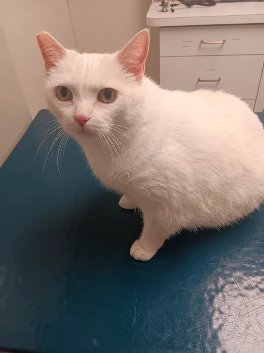 Lake Katrine Animal Hospital 12