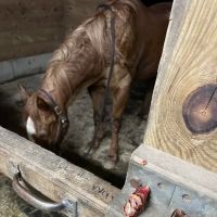 Millbrook Equine Veterinary Clinic, PC ico