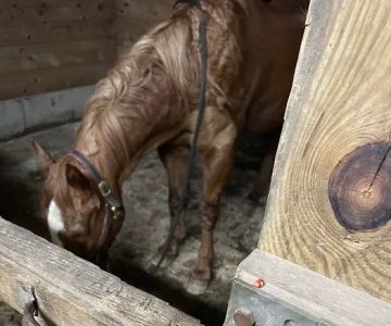 Millbrook Equine Veterinary Clinic, PC