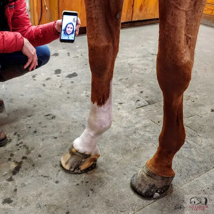 Millbrook Equine Veterinary Clinic, PC 9