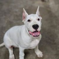 Harlem Valley Animal Clinic ico