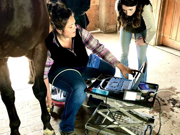 Cavallo Veterinary Services - Andrea Sotela, DVM 12