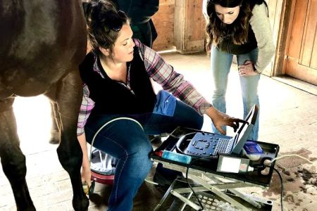 Cavallo Veterinary Services - Andrea Sotela, DVM