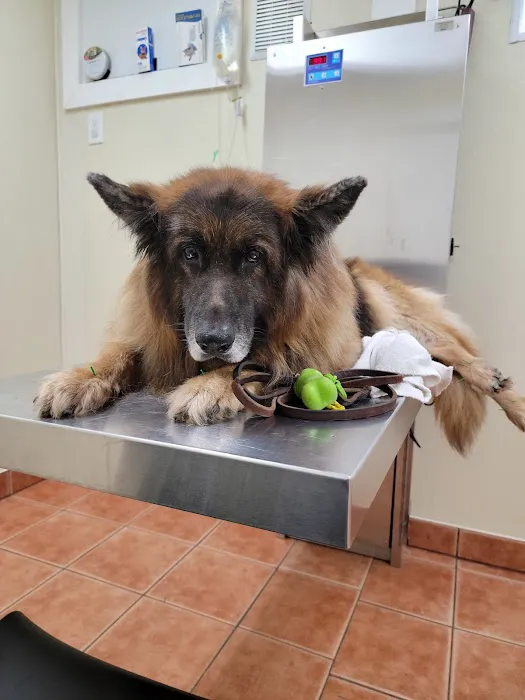 Saugerties Animal Hospital 12