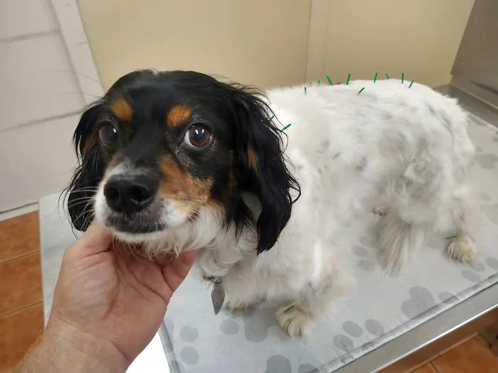 Saugerties Animal Hospital 12