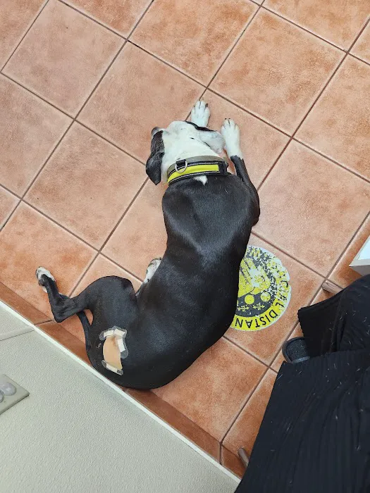 Saugerties Animal Hospital 12