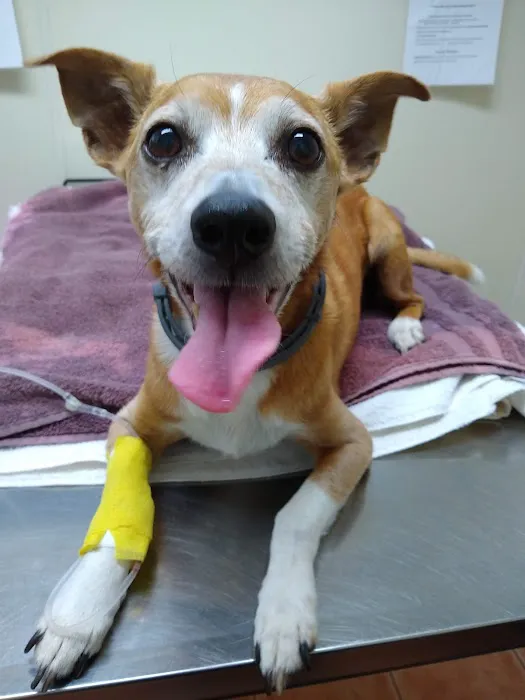 Saugerties Animal Hospital 12