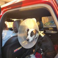 Saugerties Animal Hospital ico