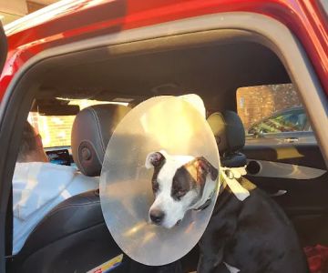 Saugerties Animal Hospital