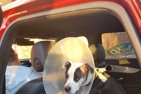 Saugerties Animal Hospital