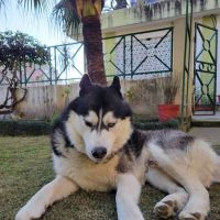 Mt Pleasant Hospital for Animals ico